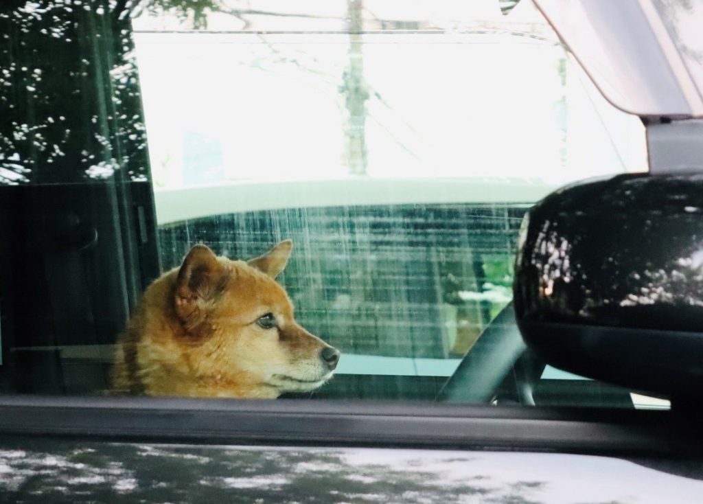 犬が車の中から外を見ている写真